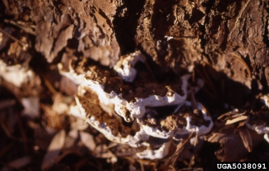 Annosum Root Rot